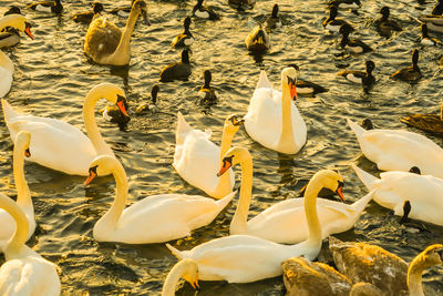 High angle view of swans swimming in lake