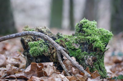 Close-up of moss on rock