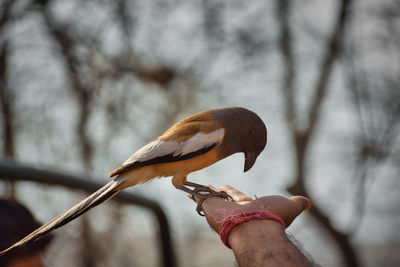 Close-up of hand holding bird