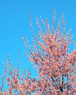 Low angle view of flowers against clear blue sky