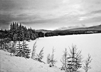 Pine trees on snowcapped mountains against sky