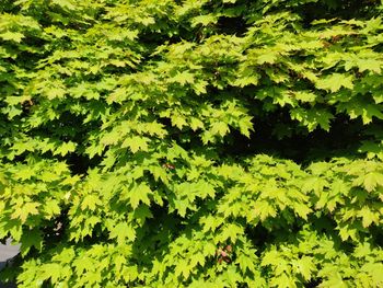 Full frame shot of green leaves