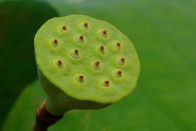 Close-up of lotus water lily in garden