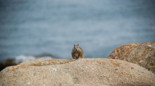 Squirrel on rock against sea