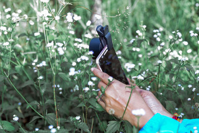 Cropped hand of woman holding plant