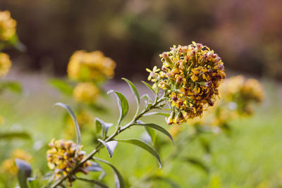 Close-up of yellow flowering plant