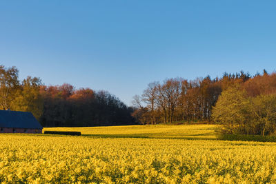 Scenic view of field against clear blue sky