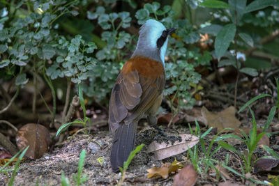 Close-up of bird perching on plant