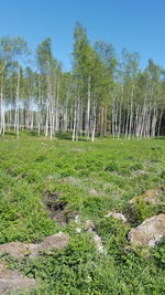 Scenic view of trees growing on field against sky