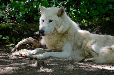 View of dog relaxing on field