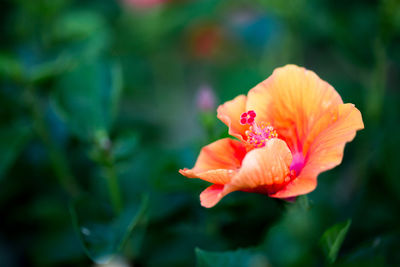 Close-up of red flowers