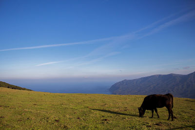 Horse grazing on grassy field