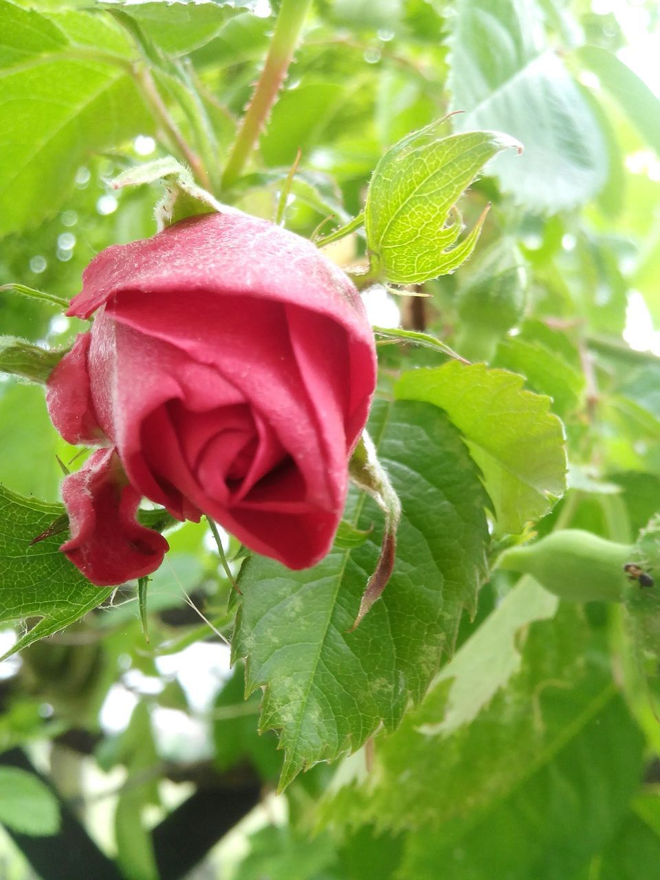 leaf, freshness, growth, flower, rose - flower, close-up, petal, fragility, plant, red, beauty in nature, flower head, nature, green color, focus on foreground, bud, blooming, rose, pink color, day