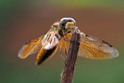 Close-up of dragonfly on stick