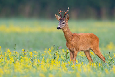 View of deer on field