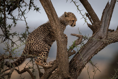 Young cheetah on tree trunk