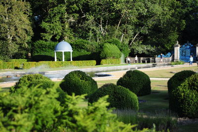 Hedge growing at park