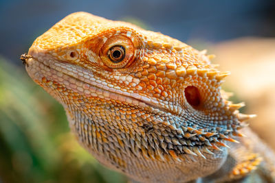 Macrophotography of a textured bearded dragon in a vivarium. green bokeh in the background.