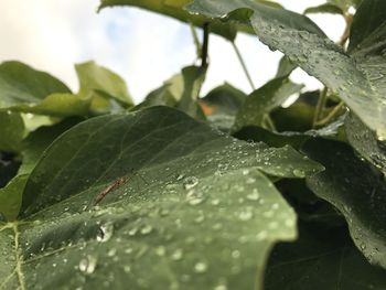 Close-up of raindrops on leaf
