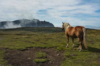 Horse standing in a field