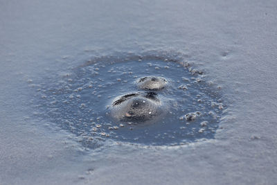 High angle view of turtle in sea