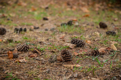 Pine cone on a field