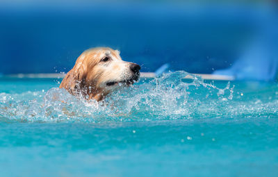 Dog swimming in pool