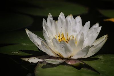 Close-up of water lily