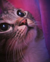 Close-up portrait of cat