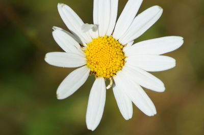 Close-up of white daisy