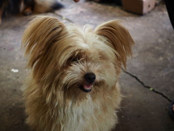 Close-up of a dog