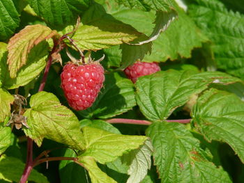 Close-up of strawberries growing on tree