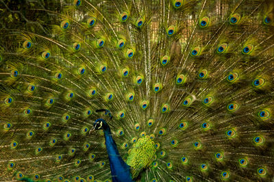 Beautiful view of a peacock