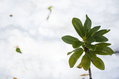 Close-up of plant leaves