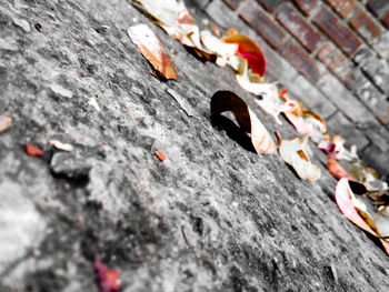 Close-up of rusty metal on rock