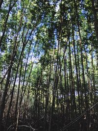 Low angle view of bamboo trees in forest