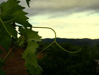 Close-up of plant against sky