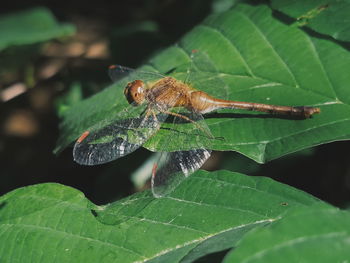 Close-up of insect on leaf