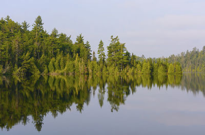 North wood pines in morning on emerald lake