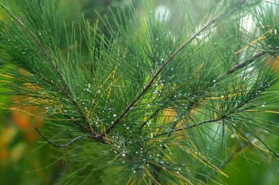 Close-up of wet pine tree