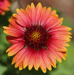 Close-up of red flower