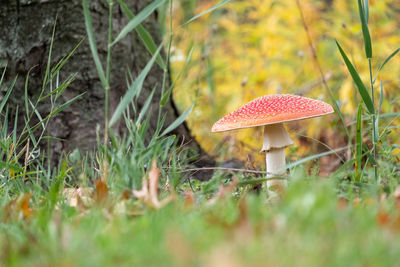 Close-up of mushroom on field