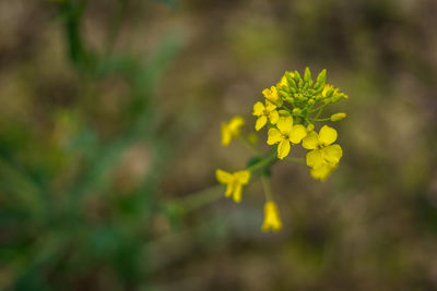 Close-up of yellow flowers blooming outdoors