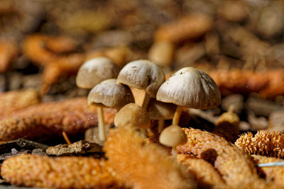 Close-up of mushrooms