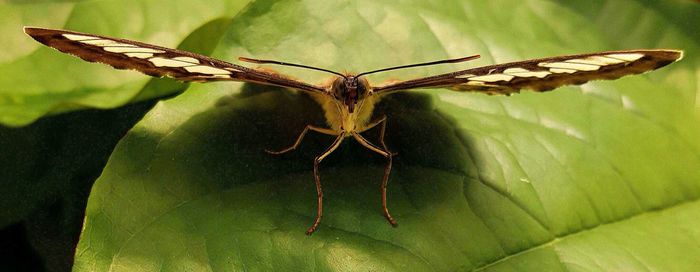 Close-up of insect