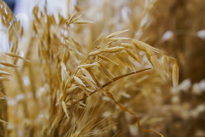 Close-up of stalks in field