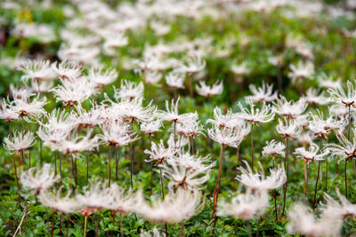 Close-up of white flowering plants on field