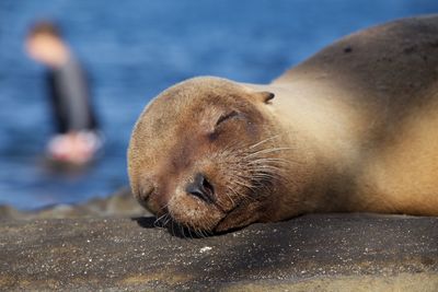 Close-up of sea lion sleeping on shore