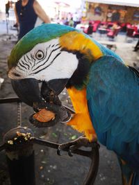 Close-up of a bird eating