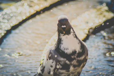 Close-up of duck swimming in lake